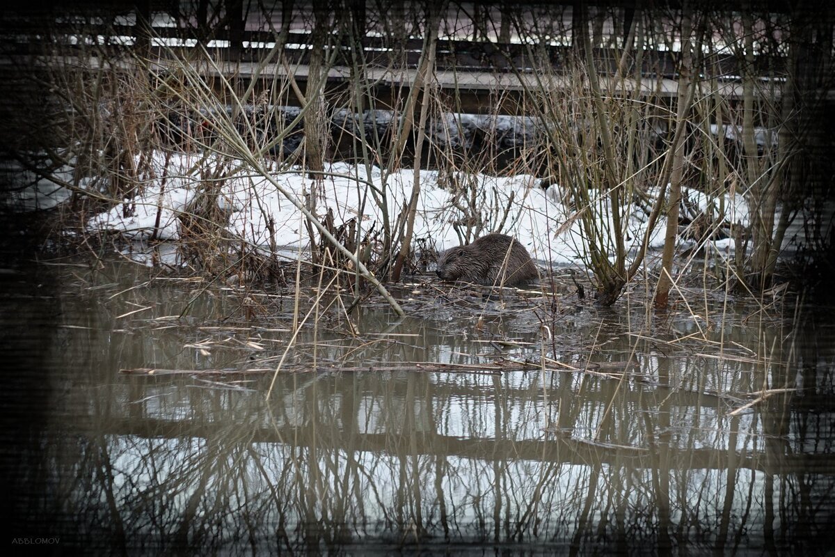 Sony Alpha A7, Oreston 1.8-50 Meyer-Optik Gorlitz