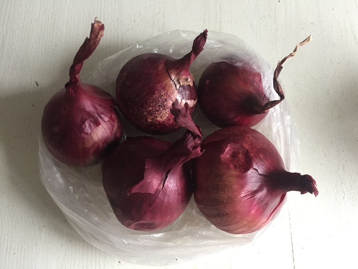 Ред Барон. Отложила эти луковицы для развода