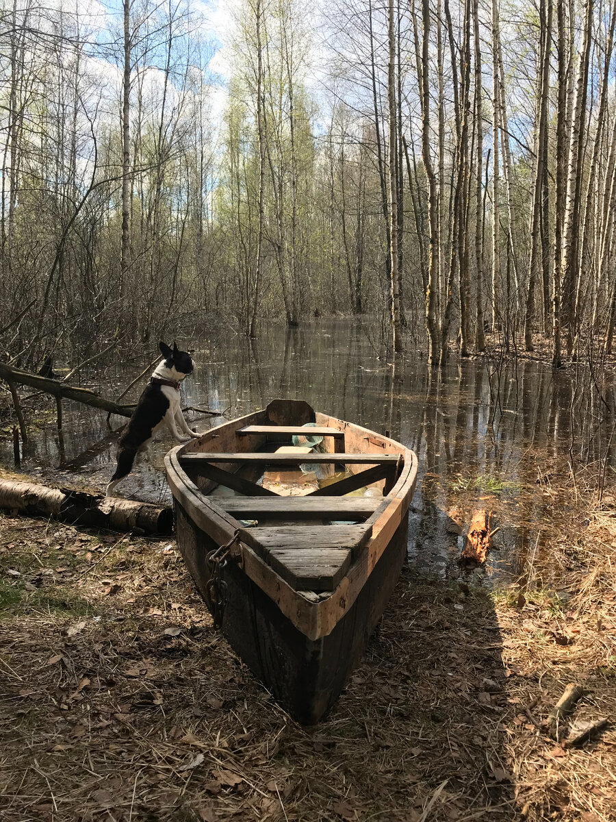 Наводнение в лесу