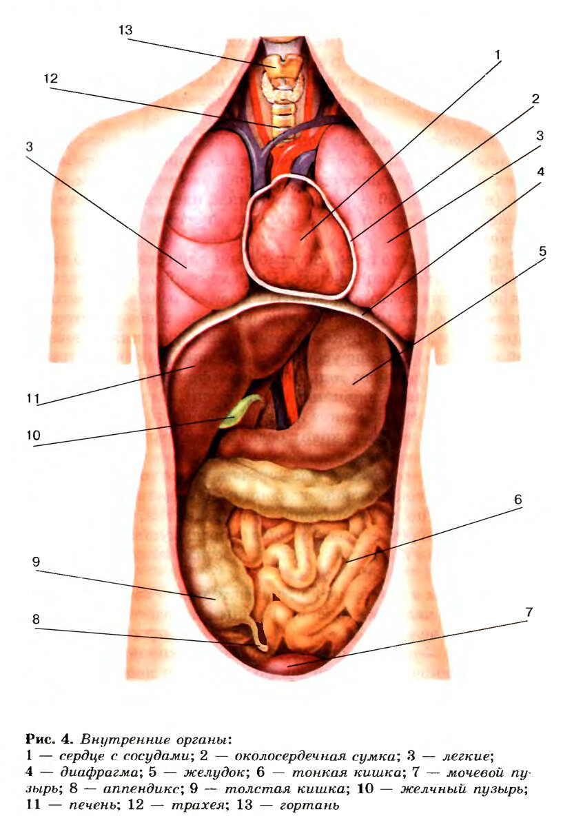 Human Organs stock illustration. Illustration of body - 48759756
