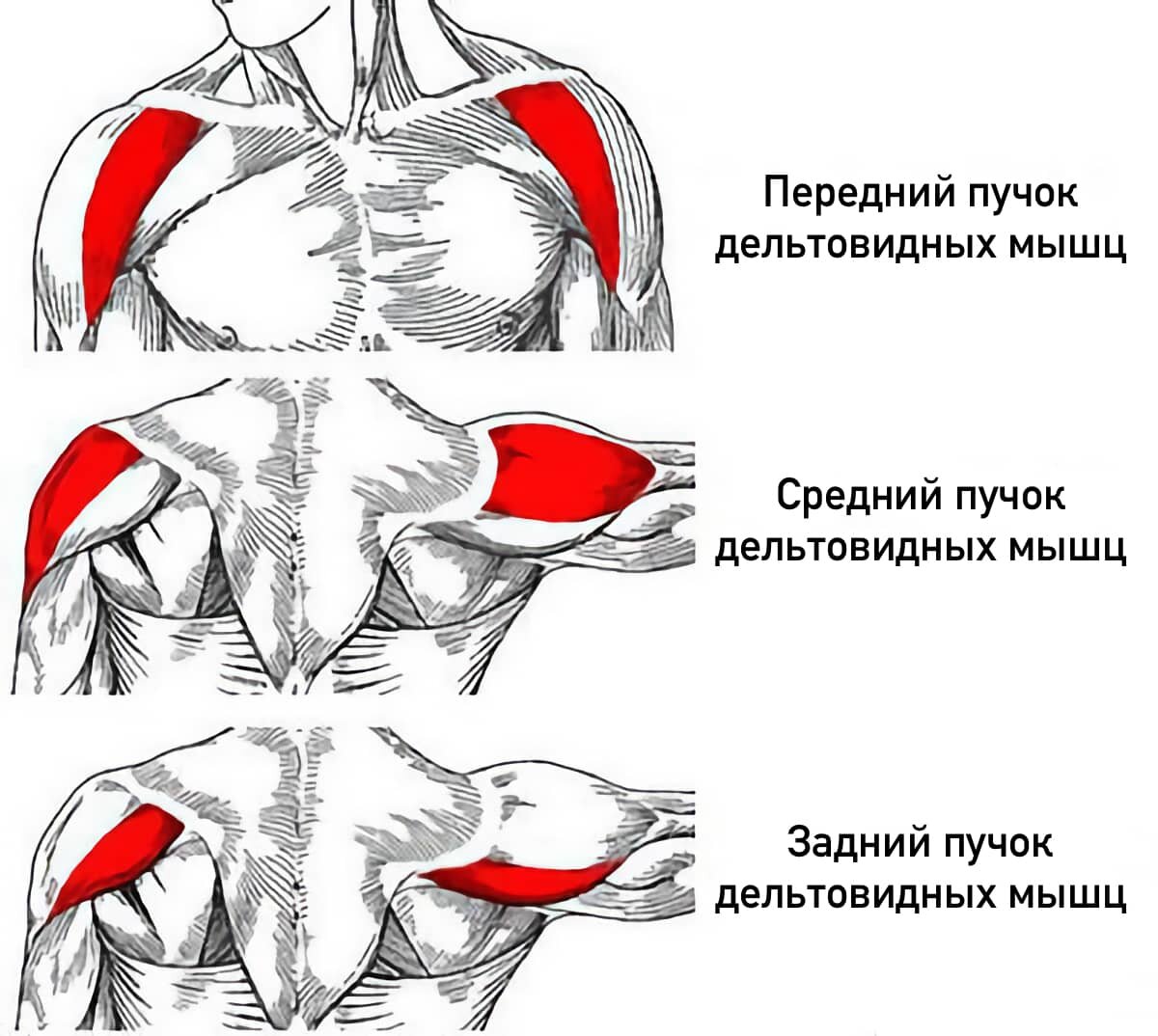 Анатомия плеча, функции плеча, упражнения на плечи, биомеханика плеча передний пучок, средний и задний. 