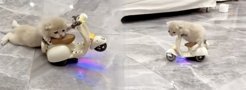    Грустному котенку явно не хватает шлема. Фото: YouTube