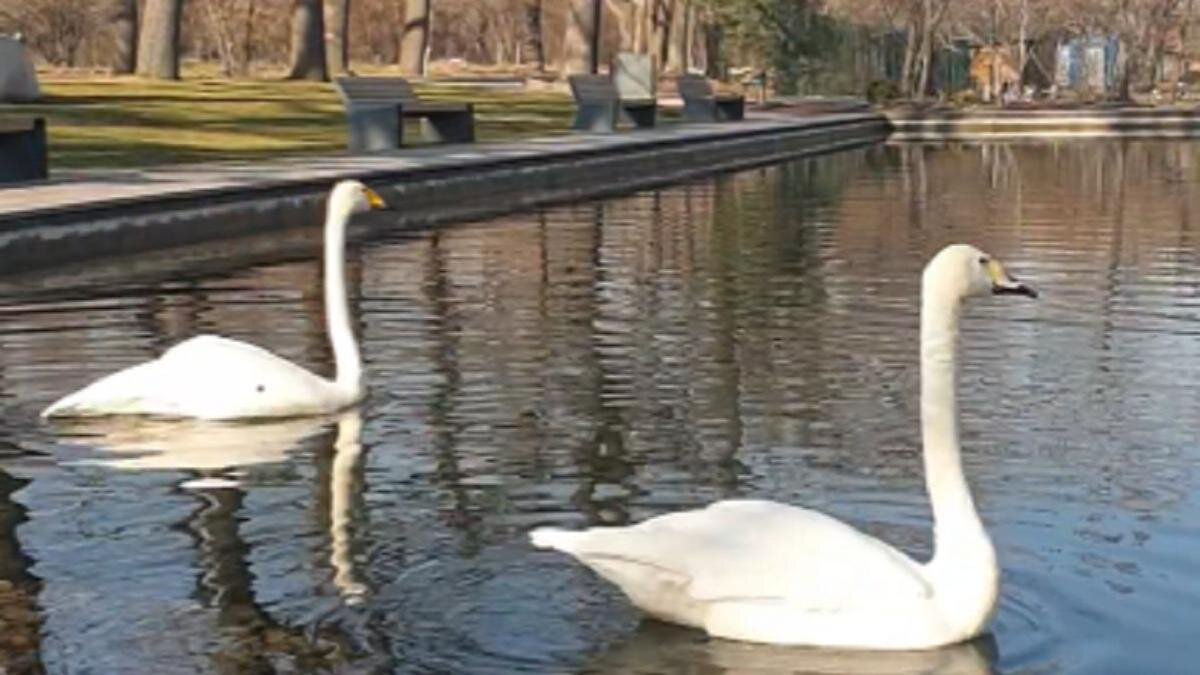    Лебеди плавают на пруду:instagram.com/botsadkz