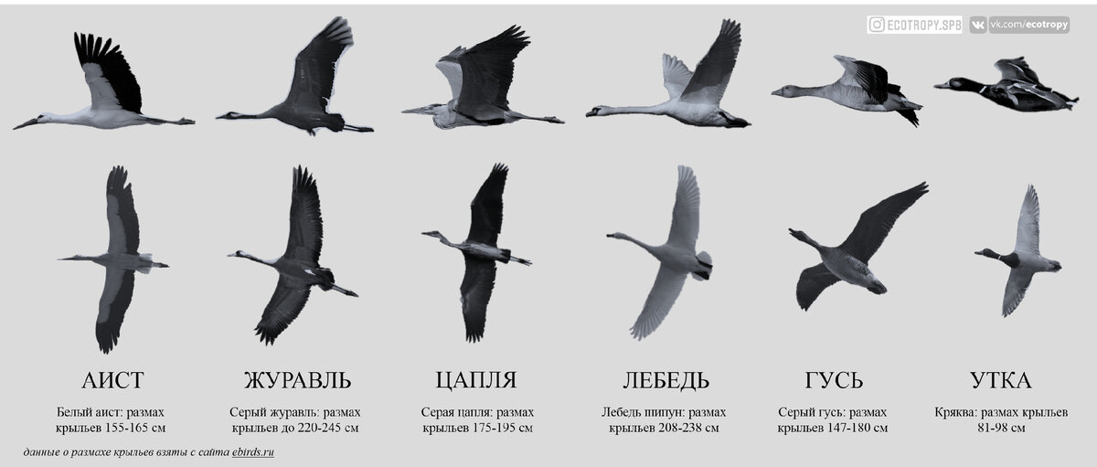 Силуэты аиста, журавля, цапли, лебедя, гуся и утки в полёте.