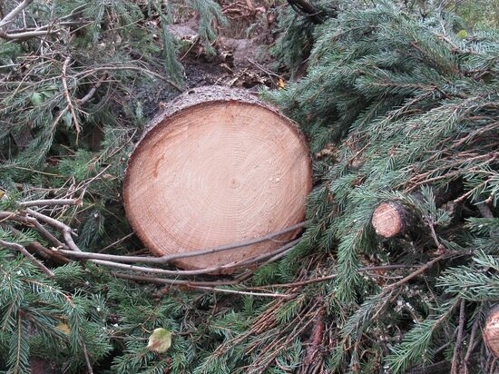     Фото: Николай Курилов / МК-Урал.