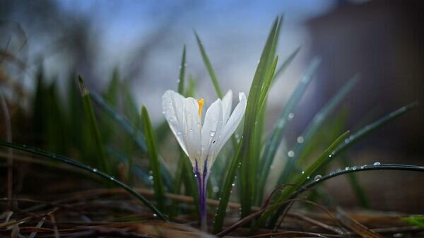    © Pixabay / Aleksey Kutsar