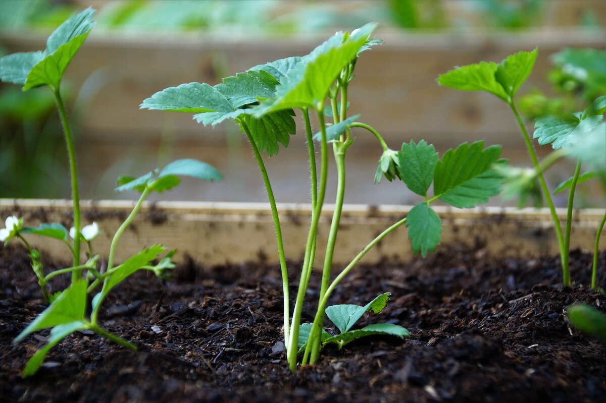 Seedling «рассада». Рассада земляники. Сеянцы клубники. Ростки клубники.