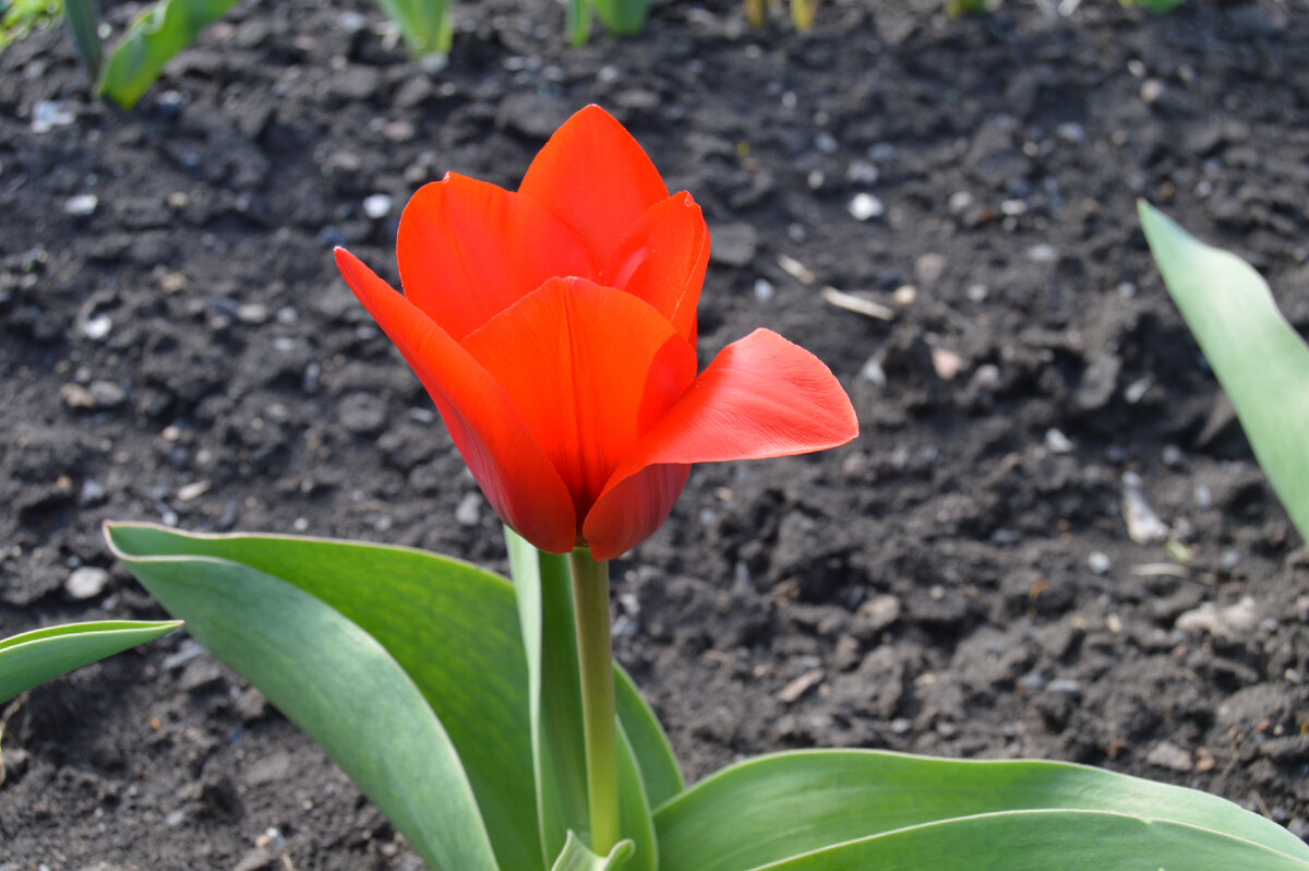 Фото автора. Тюльпан. Март 2023.