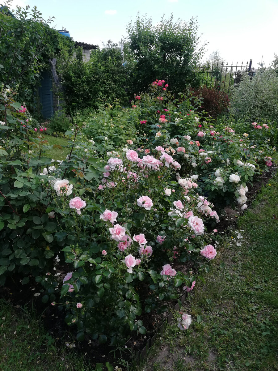 Мой розарий на даче в год переезда в новый сад, июнь