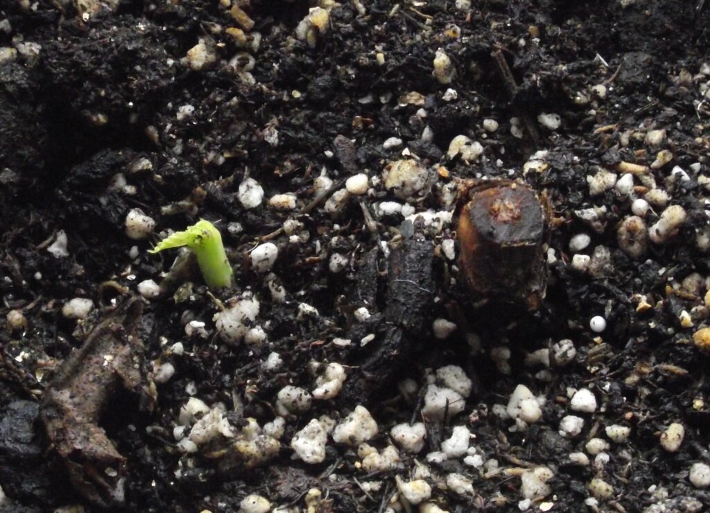 Первый росток малины Полька (Полка).
