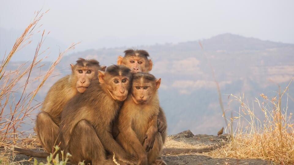 Фото: © unsplash/Suprem Vanam