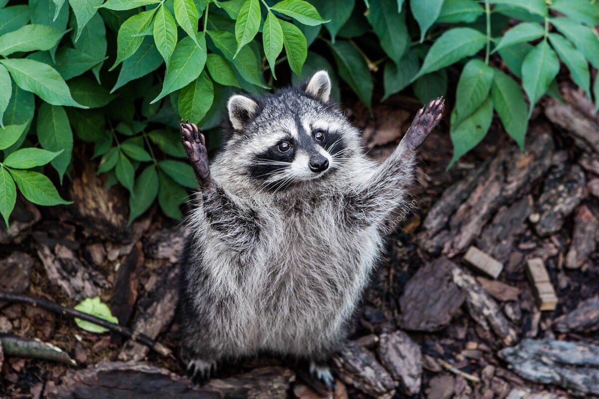 Забери меня с собой я прейду сквозь злые ночи.