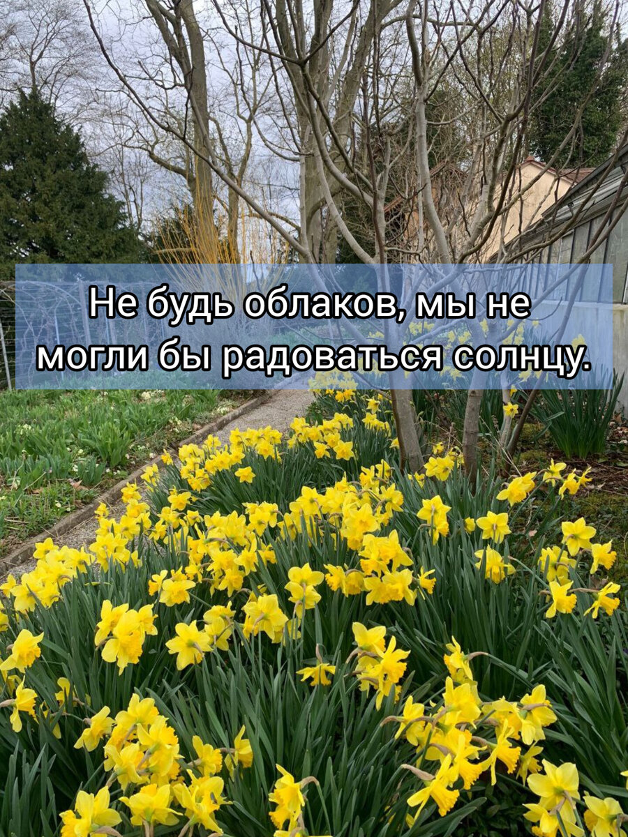 Цветёт в Швейцарии 