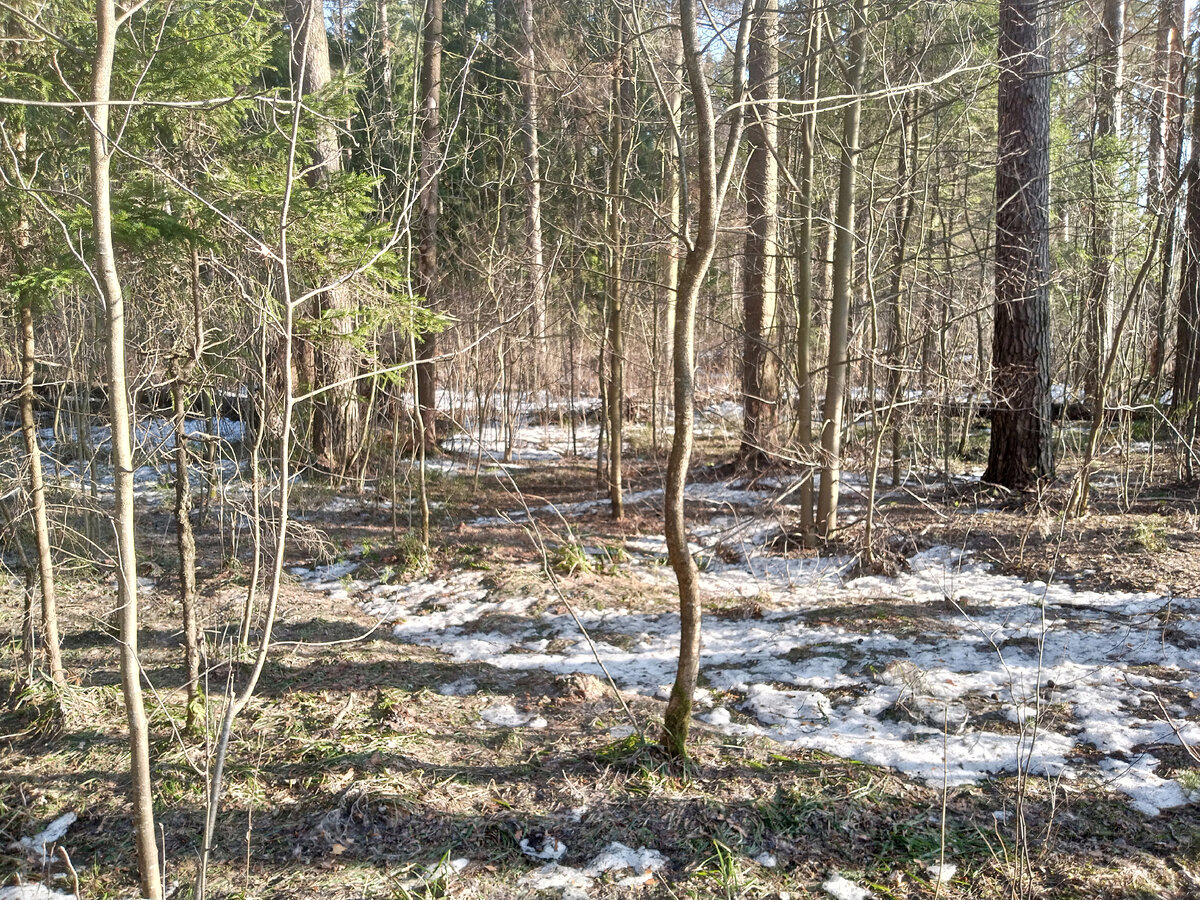 Лес. Вид прямо.