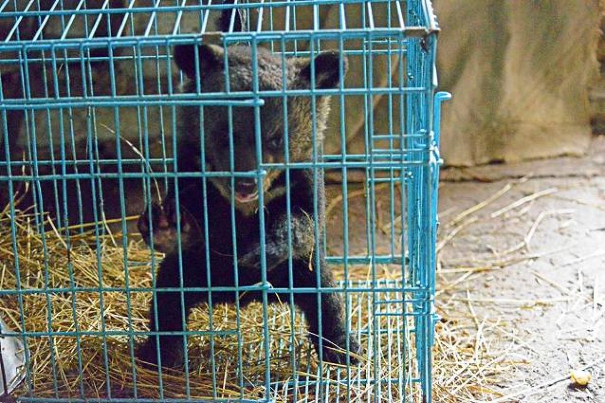    В зооцентр в Комсомольске подкинули двухмесячного гималайского медвежонка
