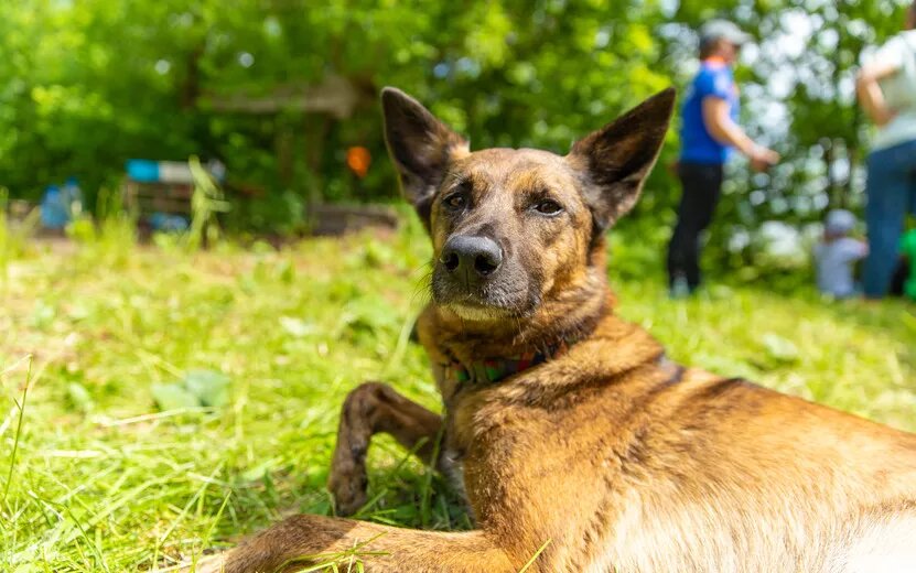    5 видов паразитов, которые может подцепить кошка или собака