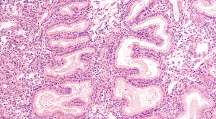 Фото: eshre.eu
