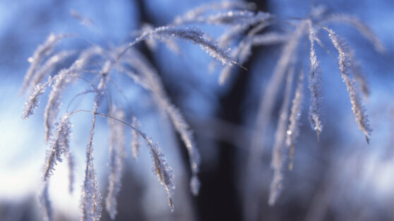    В ночь 31 марта в Подмосковье ожидаются заморозки Чойгана Салчак