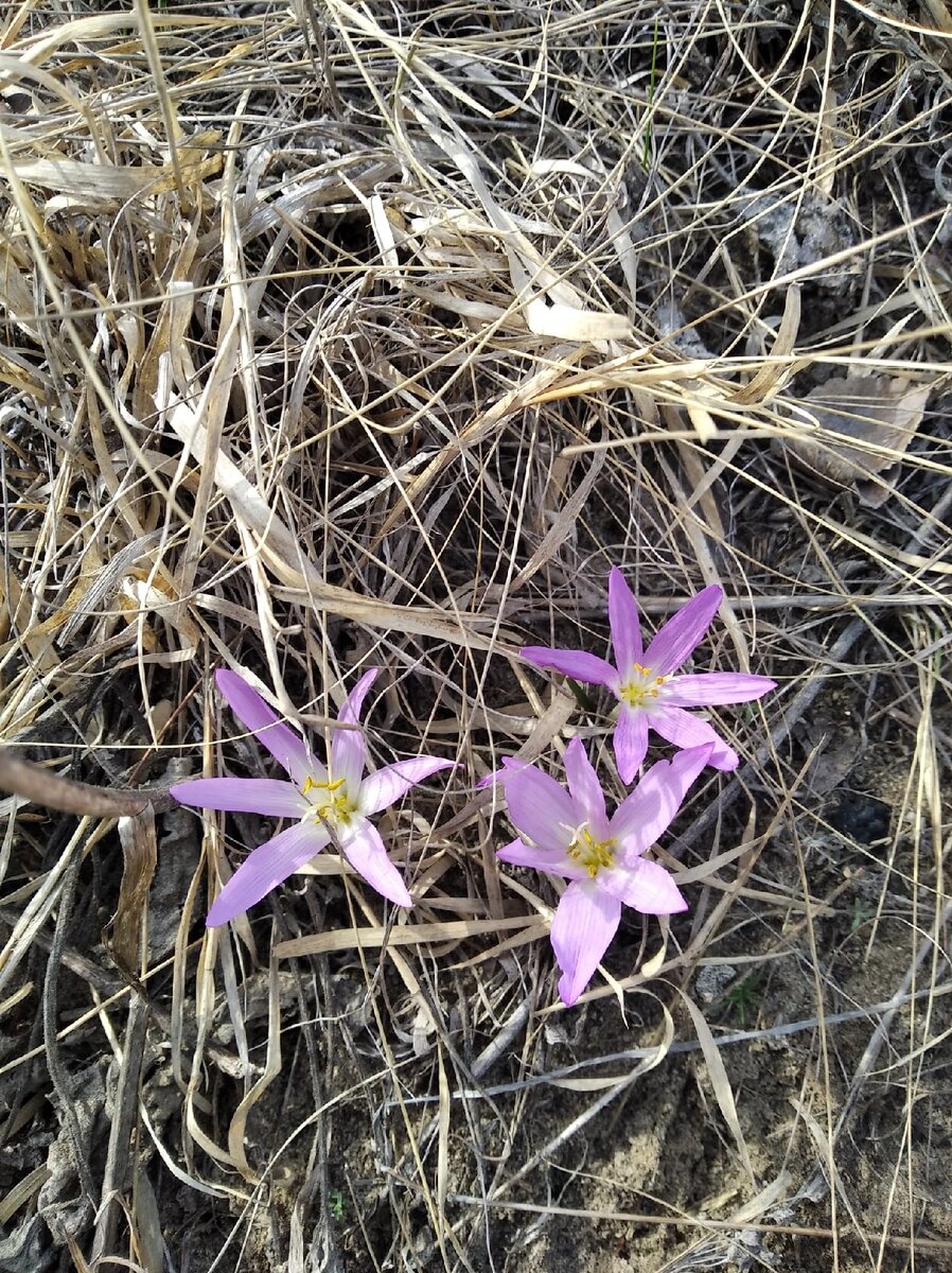 Ароматные милашки, первоцветы