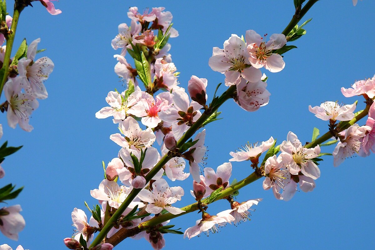 В апреле зацветает большинство садовых деревьев и кустарников 