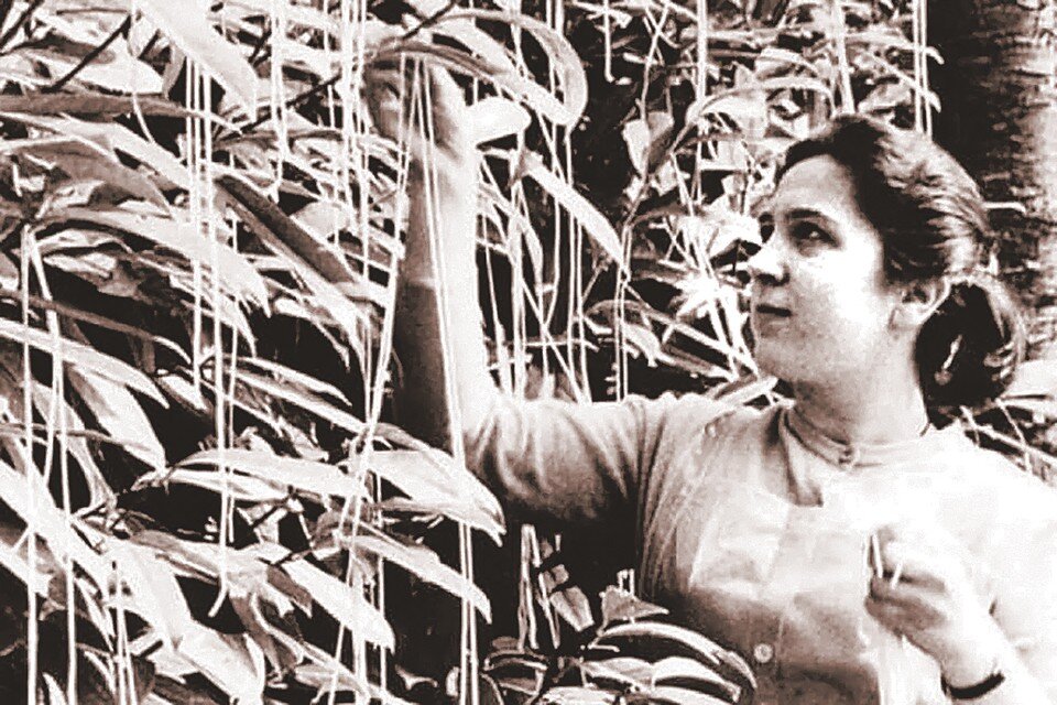     Телекомпания Би-би-си сообщила зрителям, что спагетти растут на деревьях. Но утаила главное: почву вокруг ствола надо посыпать тертым сыром, а поливать - кетчупом. Фото: BBC/YouTube