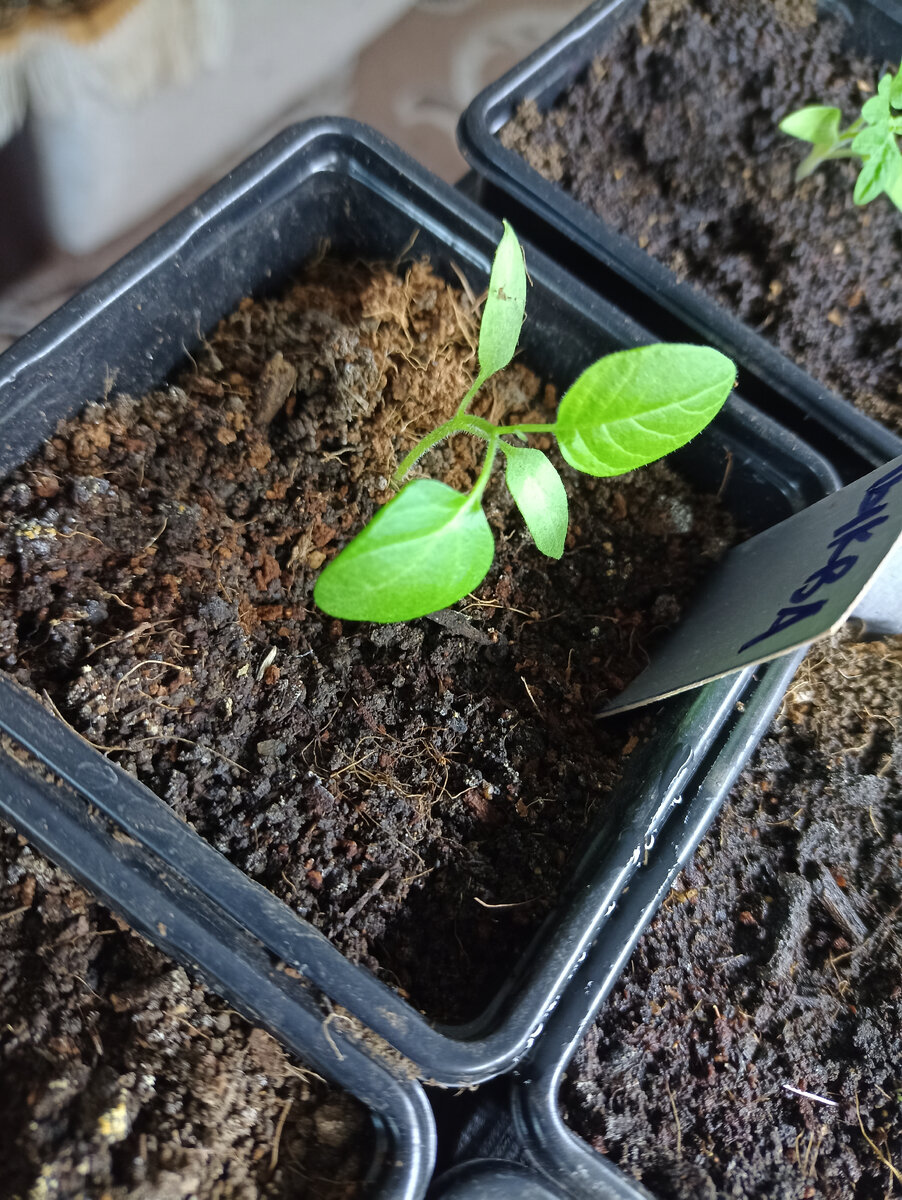 Тыква на палочке