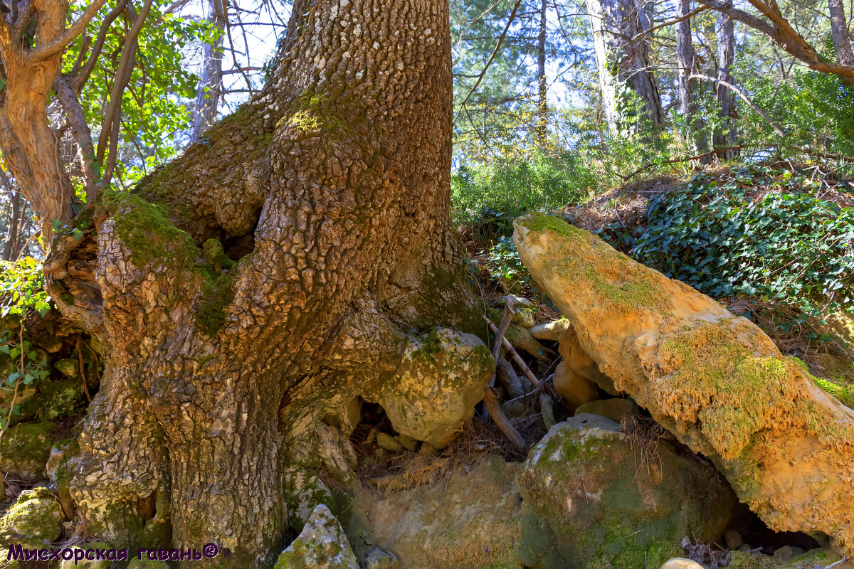 Дуб на берегу горной реки Хаста-Баш