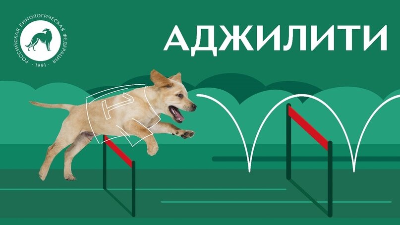 Все спорте с собаками – аджилити. Источник: РКФ – Российская кинологическая федерация