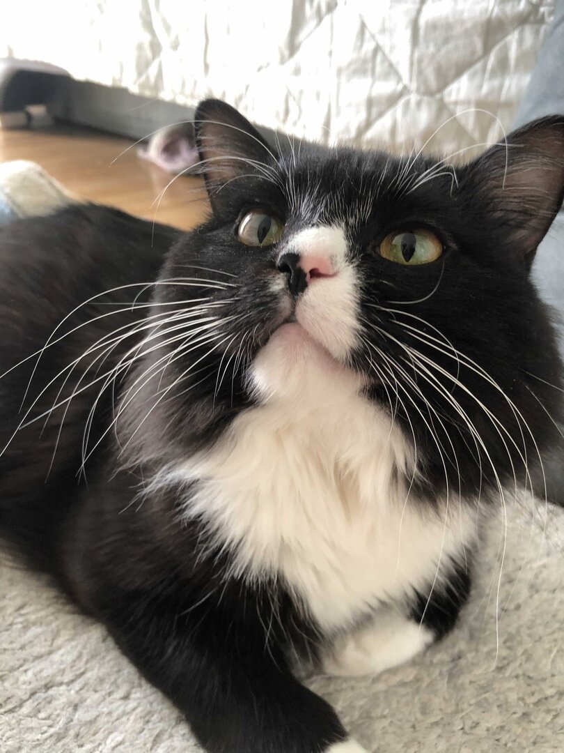 Кузя попрошайничает.