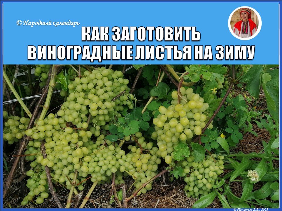 © Полшкова В.В., 2023