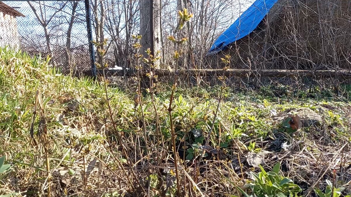 Деревенские красоты 