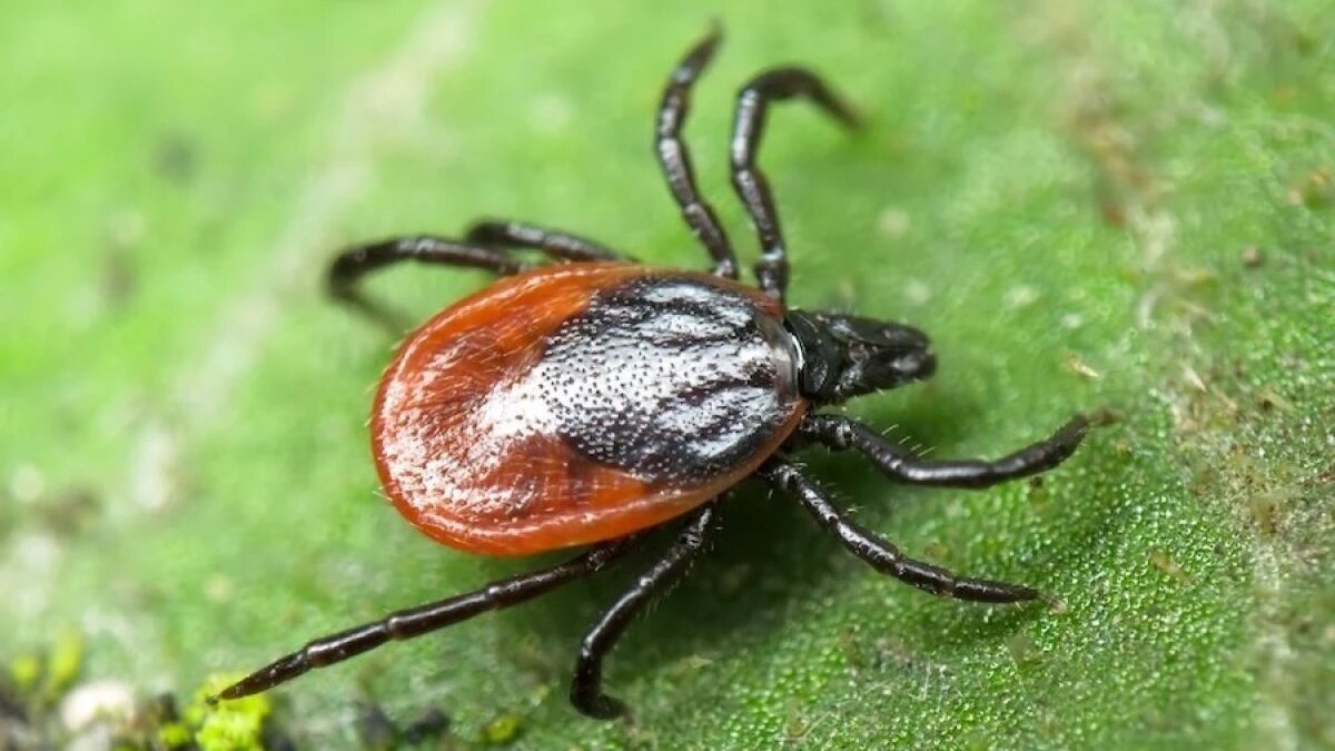 От укуса клеща нужно защищаться. Фото: pxhere.com