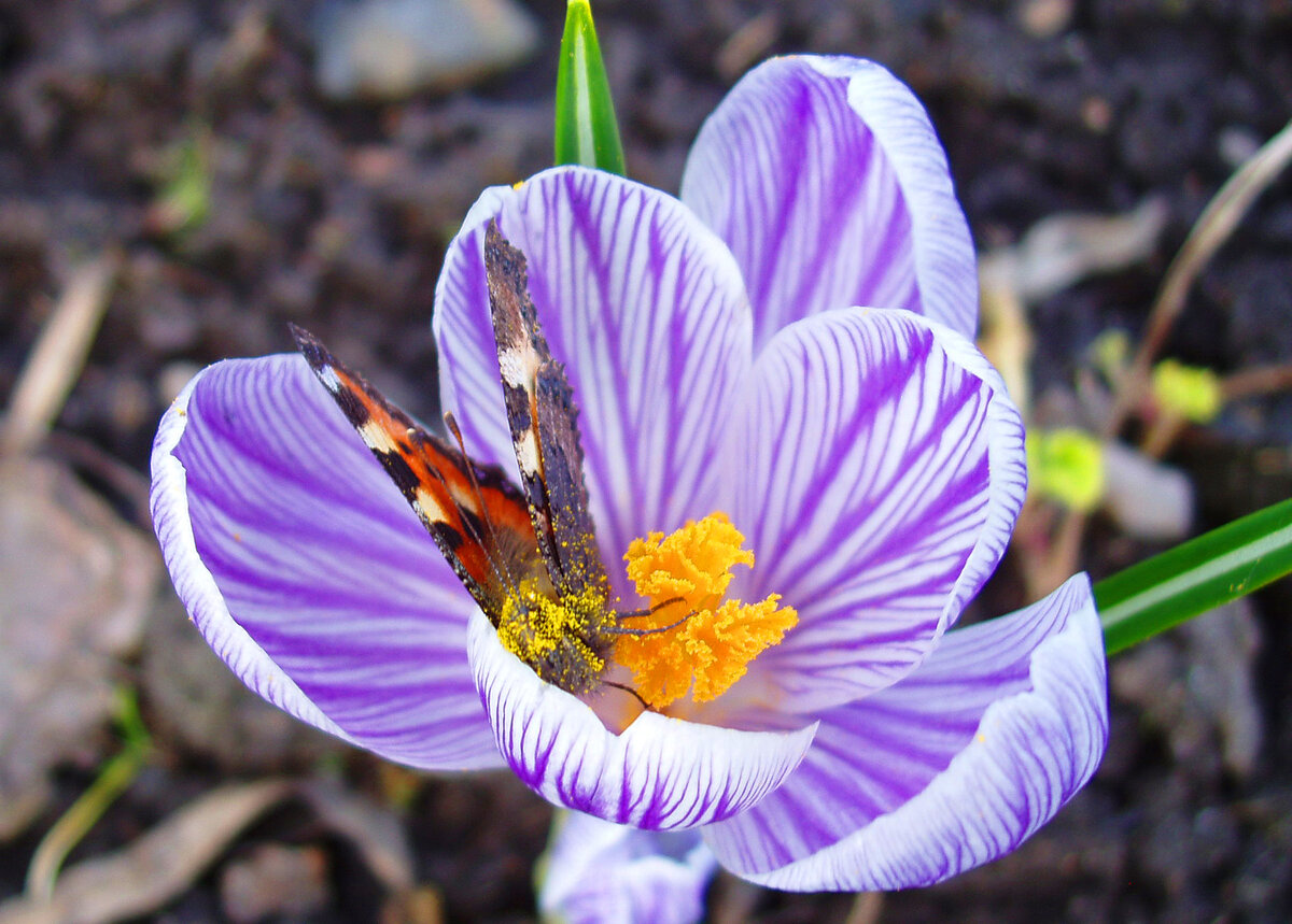 Бабочка на крокусе. Фото Наталии ТРОФИМОВОЙ.