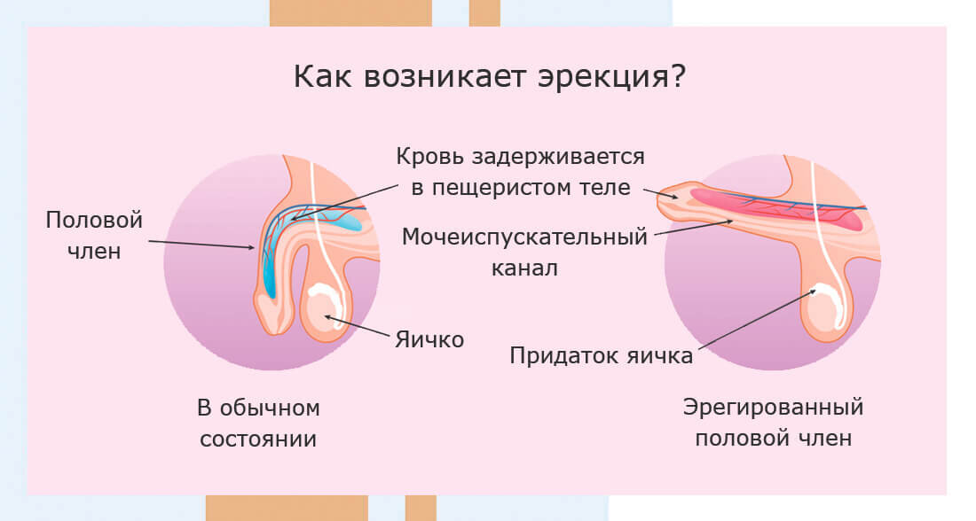 Как возникает эрекция