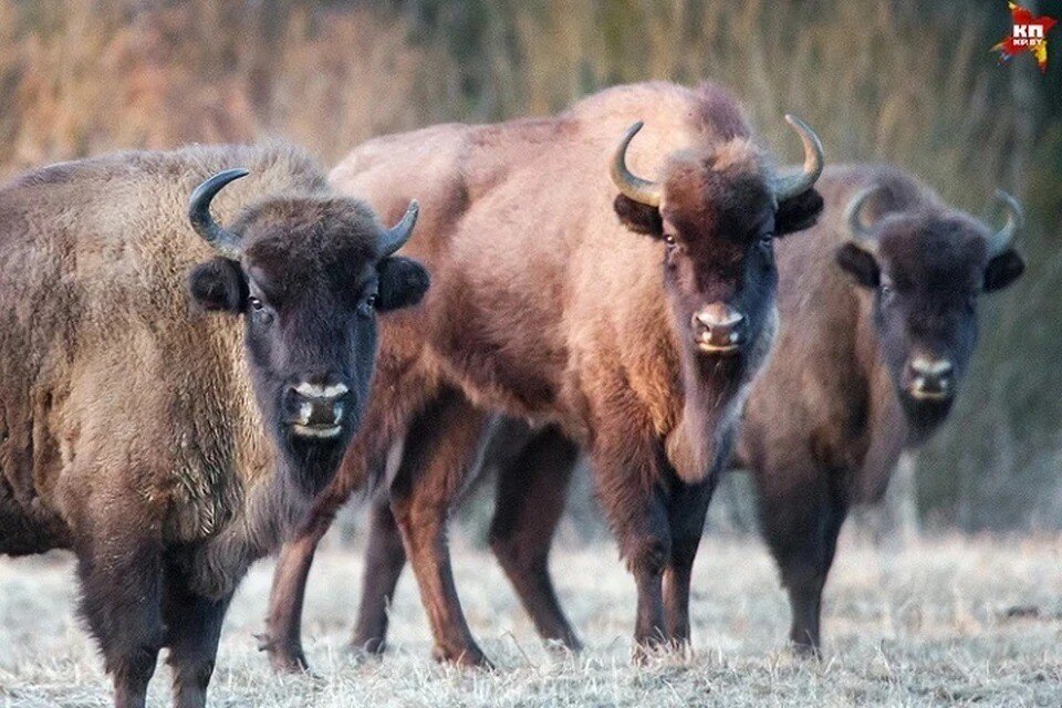     Зубры в Беларуси давно уже не редкость - но каждая встреча с этими дикими животными производит большое впечатление. Павел МАРТИНЧИК