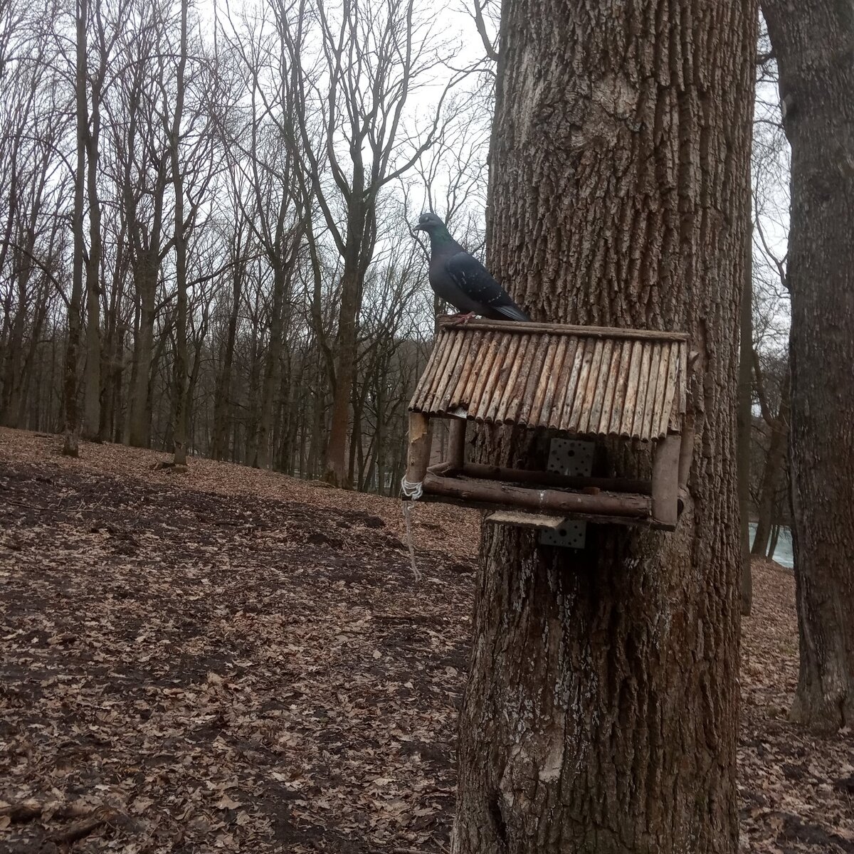Увидел, что я фотографирую и прилетел позировать. Эта и  далее все фотографии нынешнего Платоновского парка