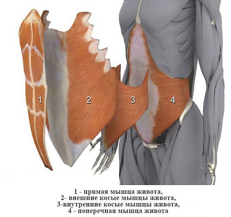 Мышцы пресса анатомия женщины