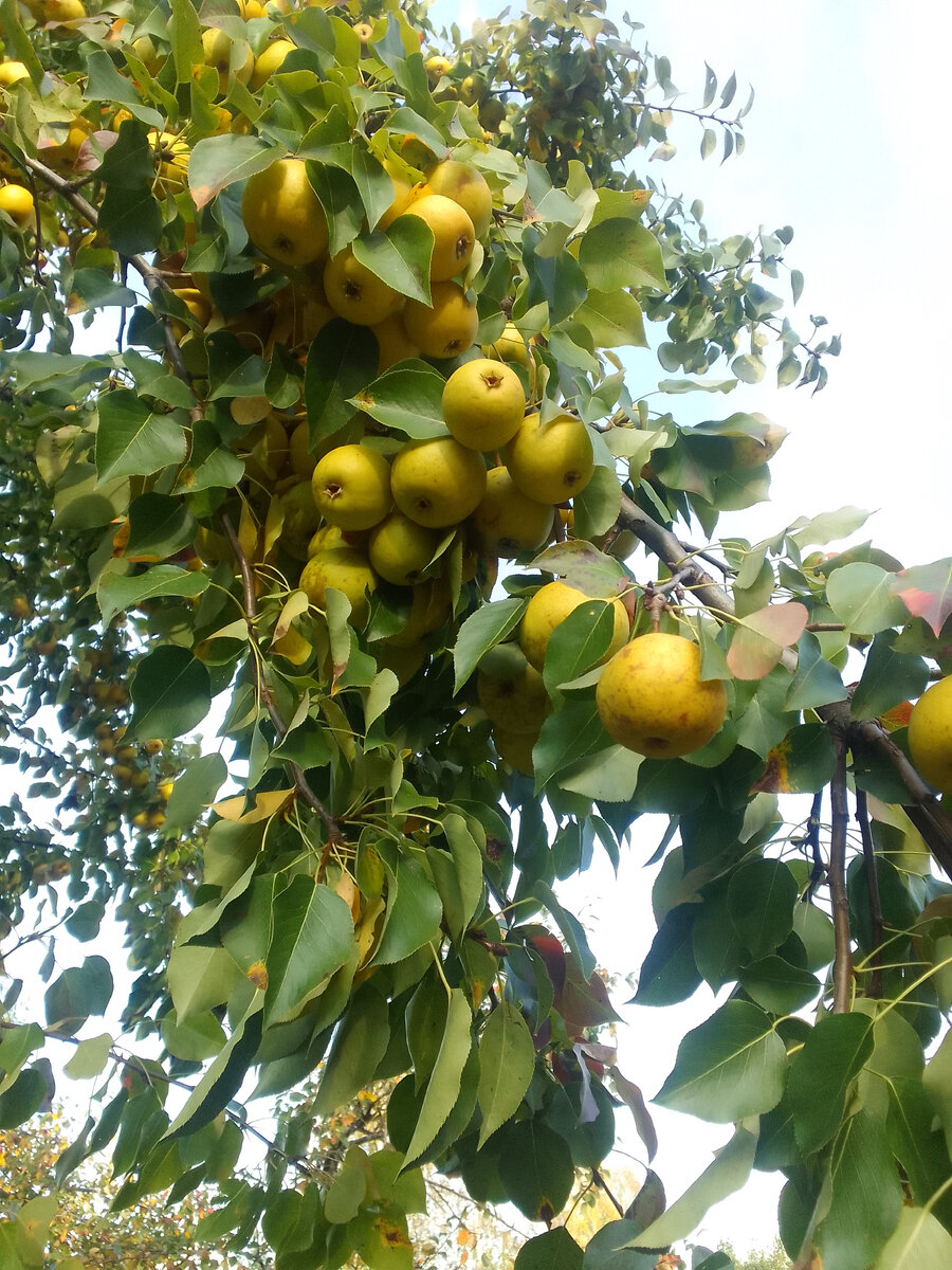 Вот она виновница!