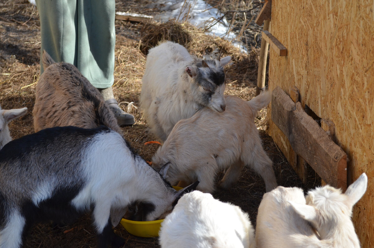 Стоим на страже козо-деток!