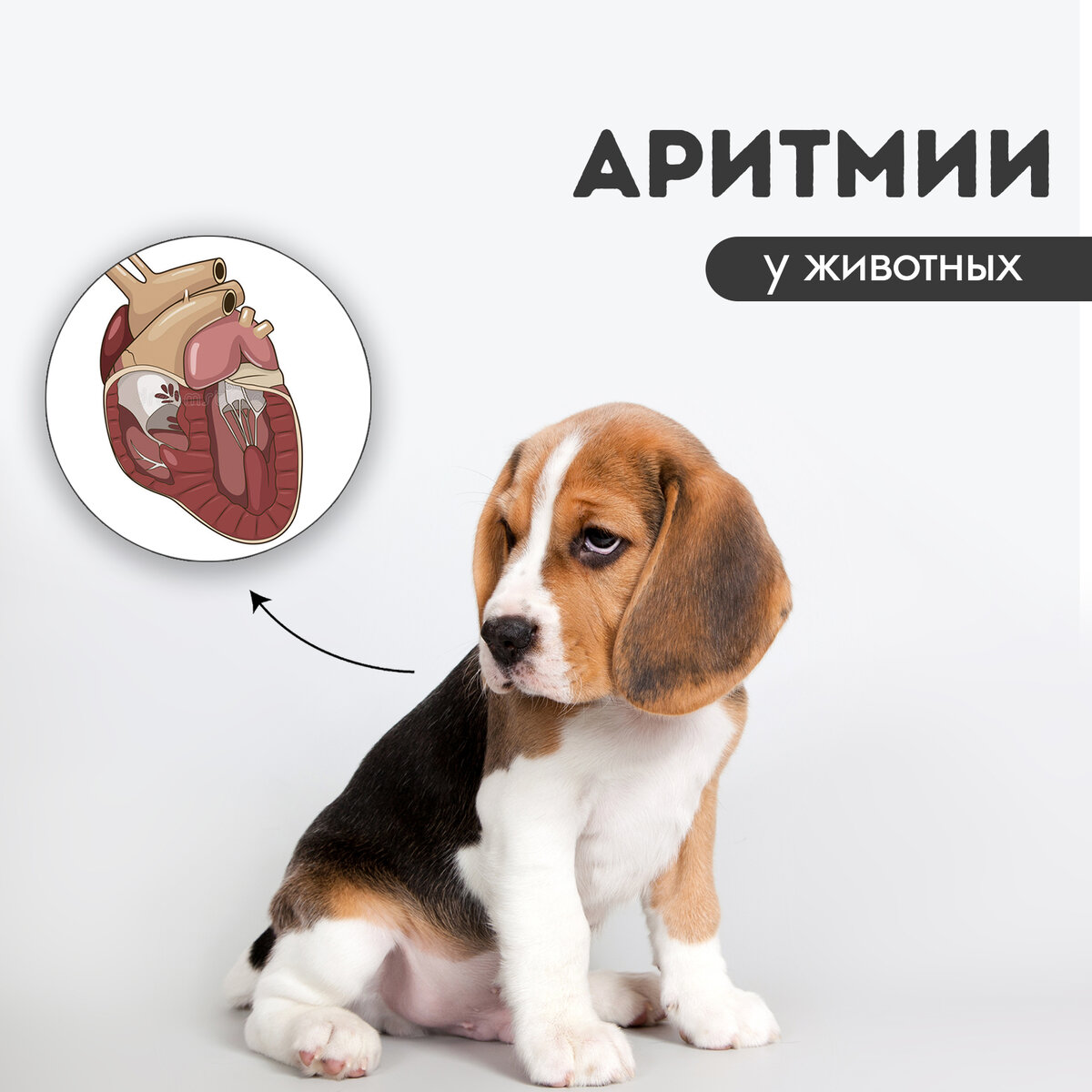 Аритмия у собак. Аритмия у собак