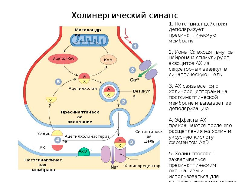 Ацетилхолин синаптическая щель. Везикулы в синапсе. Строение холинергического синапса. Выделение ацетилхолина. Строение и физиология холинергического синапса.