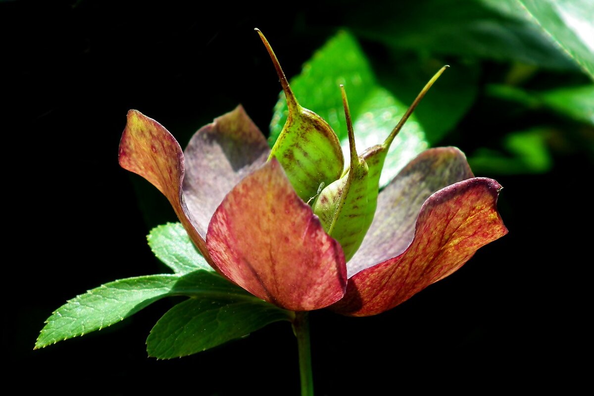 Фото: pixabay.com