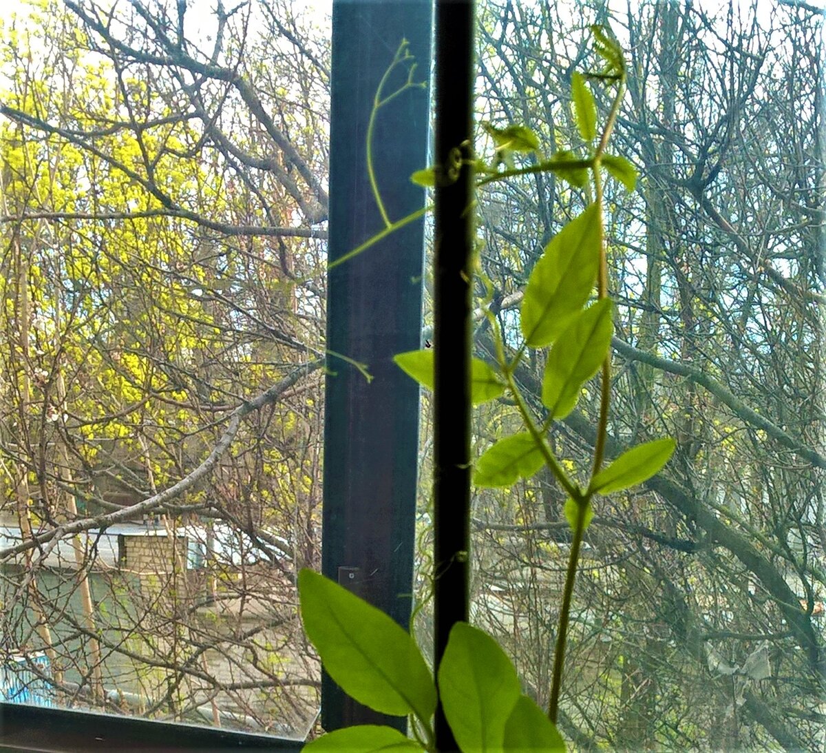 Кобея 08.04.2023