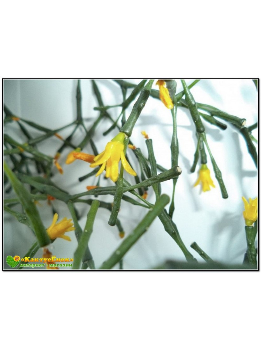 Пример цветения Хатиоры Солеросовой. Купить Хатиора солеросовая (Hatiora salicornioides) можно в интернет-магазине Кактусёнок.РФ. с доставкой почтой России или СДЭК. Цена- 99р. за 1 черенок.  
Вы получите 1 не укорененный черенок, Хотя к моменту получения посылки скорей всего он уже будет с небольшими корнями. Наиболее выигрышный вариант - посадка нескольких черенков одновременно в один горшок. фото из питомника Кактусёнок.РФ