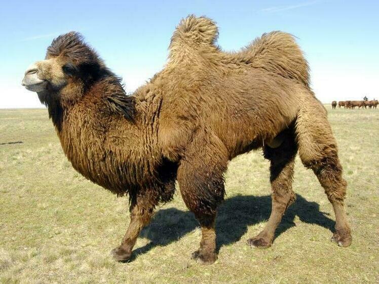     Фото Михаил Ковалев/Московский комсомолец