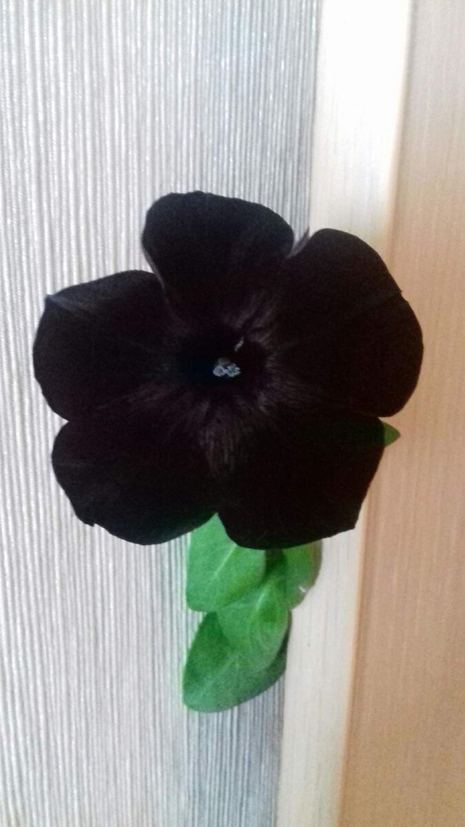 Из семян вегетативной петунии сорта "Грозовое небо"