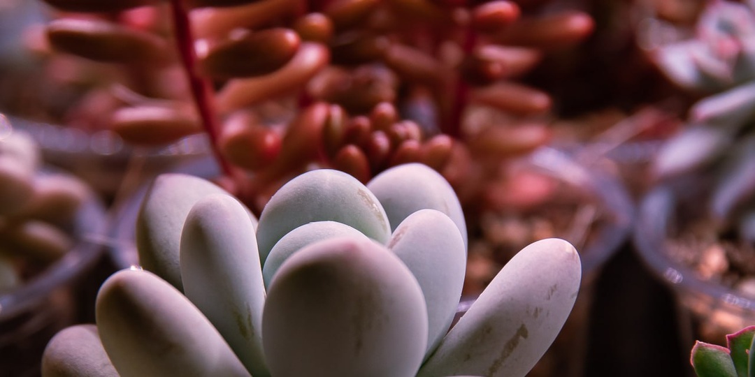 История Цветочницы: Как комнатные растения стали частью моей жизни?