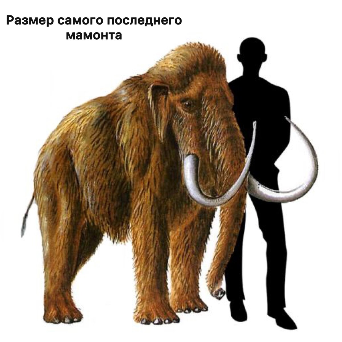 Картинки мамонт