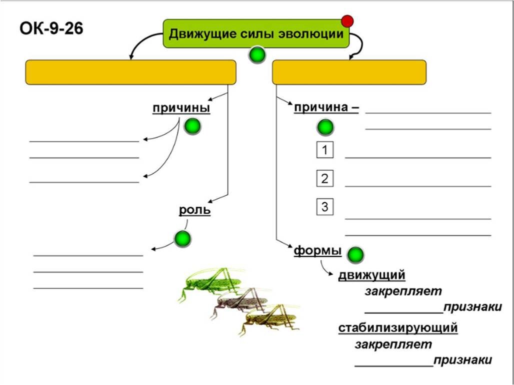Определи какой эволюционный процесс изображен на схеме