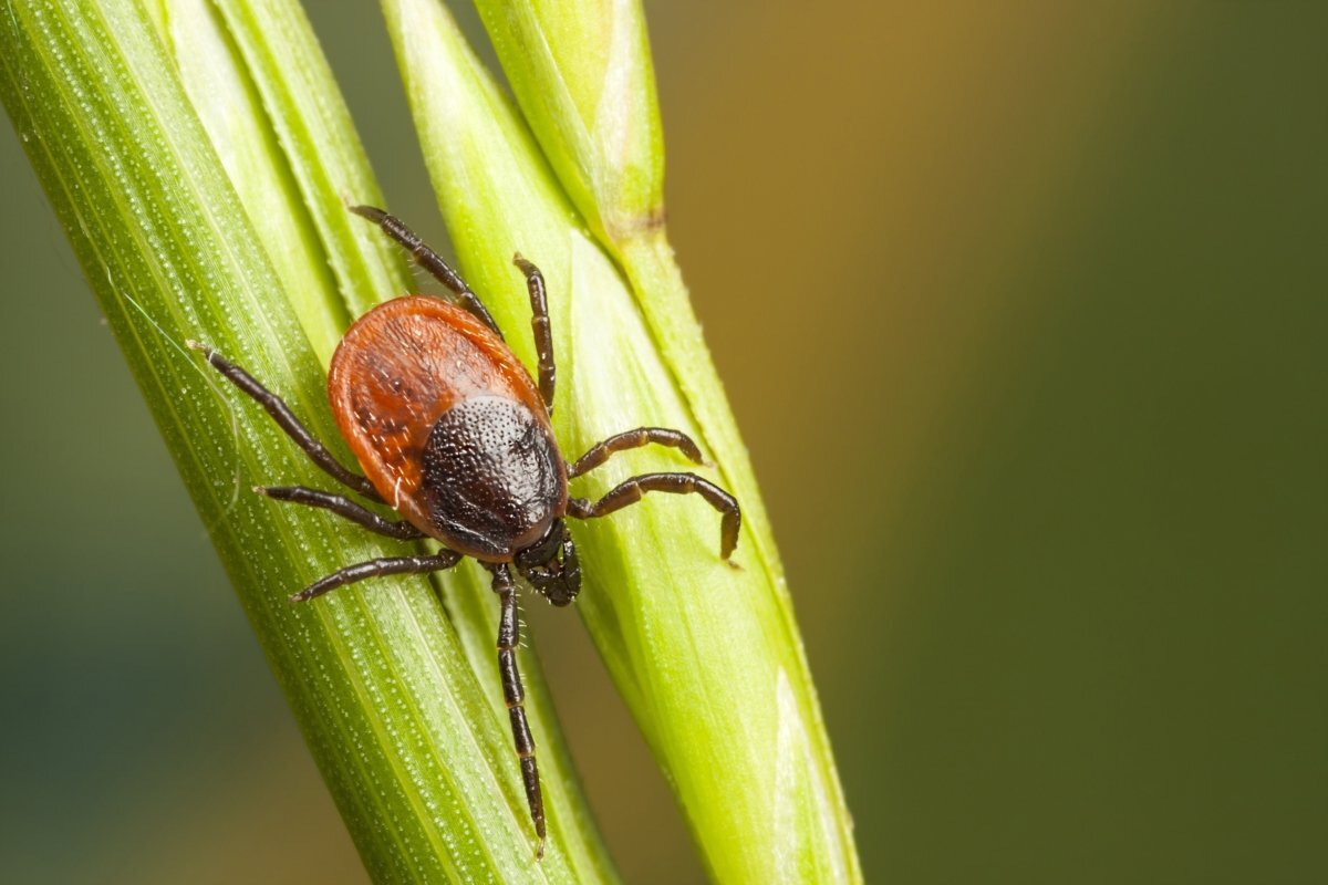 https://www.botanichka.ru/article/kleshhevit-super-nadyozhnaya-zashhita-uchastka-ot-kleshhey/